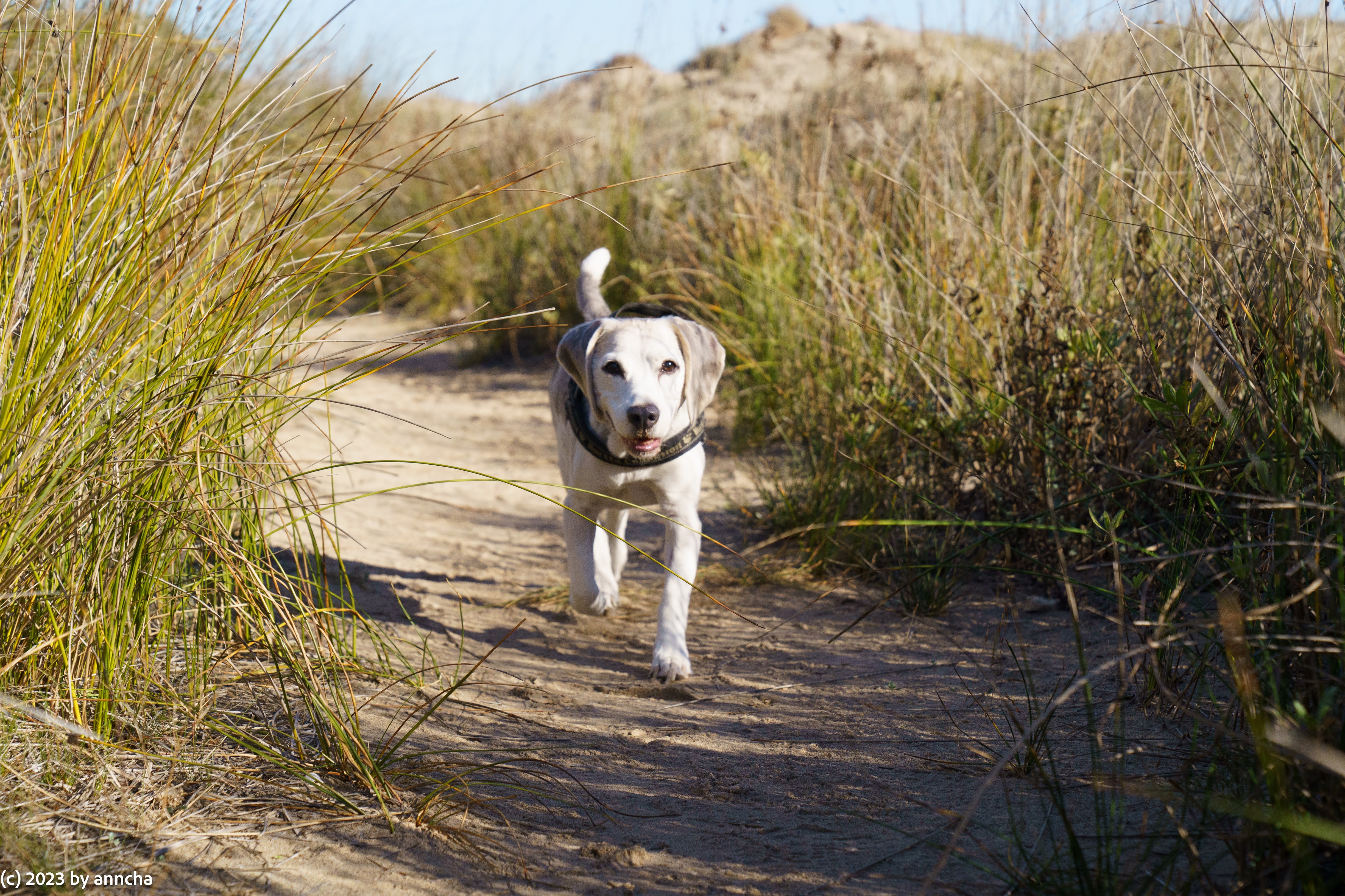 Ralph the Beagle running happily on a beach path