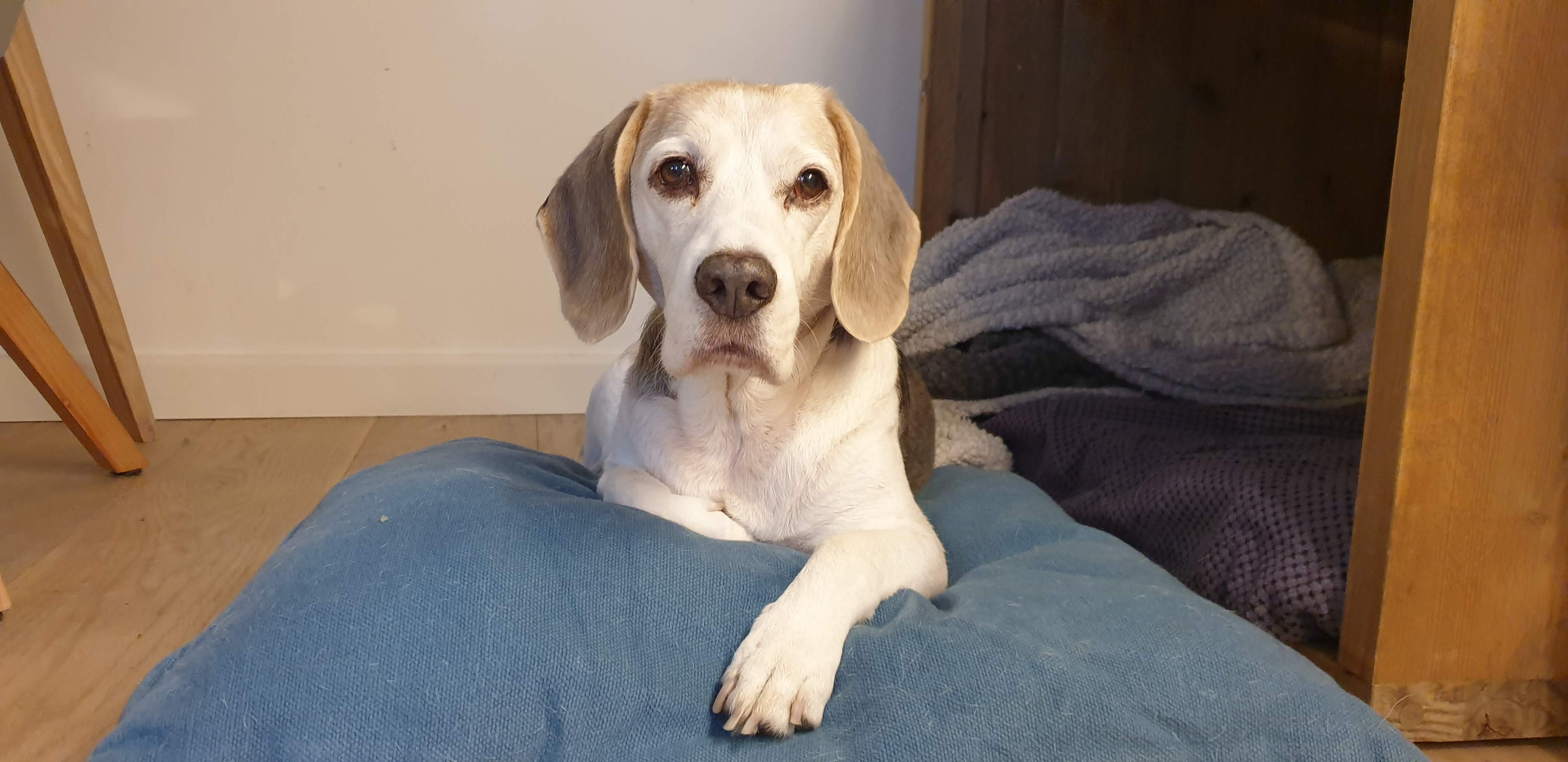 Ralph the Beagle